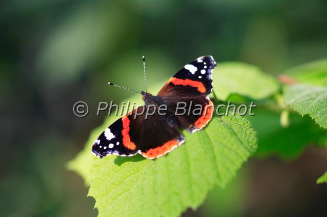 vanessa atalanta.JPG - Vanessa atalantaVulcainRed Admiral Lepidoptera, NymphalidaeFrance